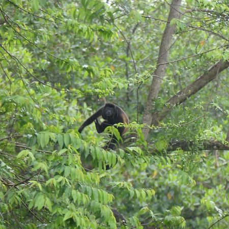 Panama Eco Resort Tierra Oscura Eksteriør billede