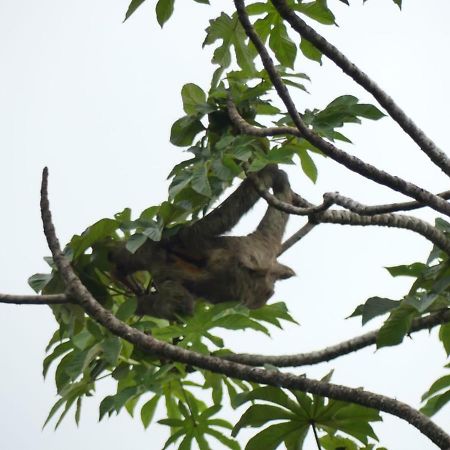 Panama Eco Resort Tierra Oscura Eksteriør billede