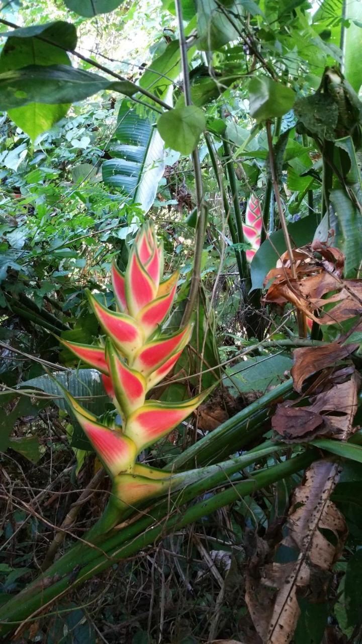 Panama Eco Resort Tierra Oscura Eksteriør billede